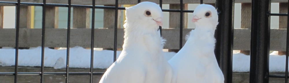 The Seraphim Club International