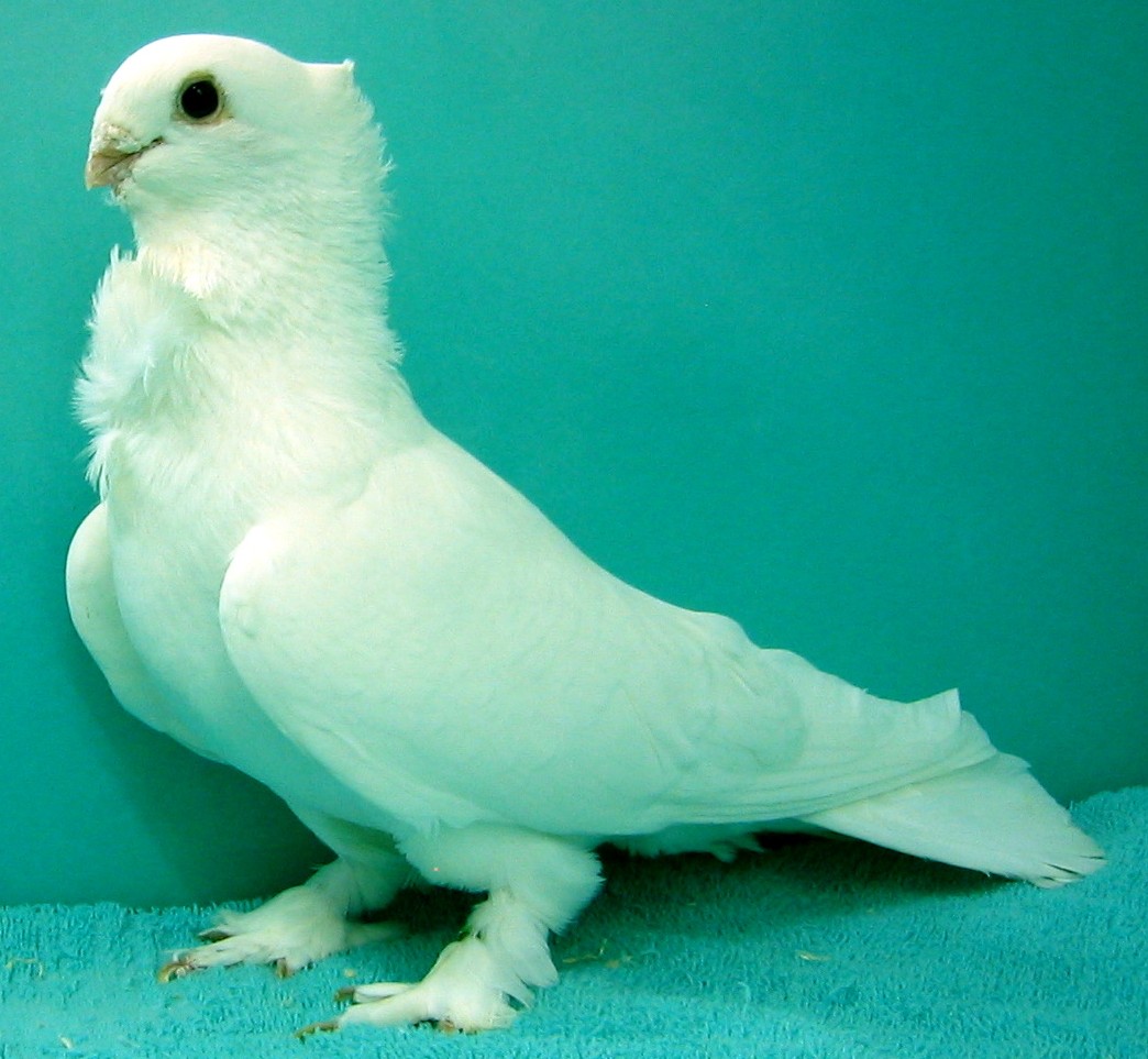 If I searchd and searchd for a fault in this Seraph I doubt I could find one.