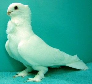 A Seraph cock out of the loft of Anya Ellis. This fine bird demonstrates the fine qualities of Seraphim created in a carefully planned breeding program. Outstanding features of this bird include the rounded skull, downturned beak, needle-point peak, very deep unbroken mane, wonderfully full chest frill, prominent wingbutts held out from the chest, long beautiful line, finely feathered legs and toes, and overall angelic aura. This is a very fine Seraph!