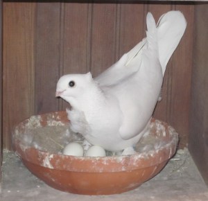 A young male Seraph with his first nest.