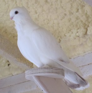 This young hen is nearly done with the transformation to pure white. See the recessive red in the tail and a few of the secondary wing feathers? That will soon be gone and replaced with white. 
