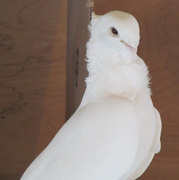 The most beautiful Seraph...