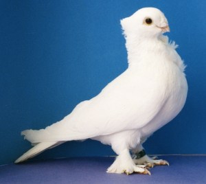 B1---the first Seraph in existence. It is this Seraph cock from Anya Ellis' loft---and his brother W1--- to which all modern Seraphim trace their lineage. 