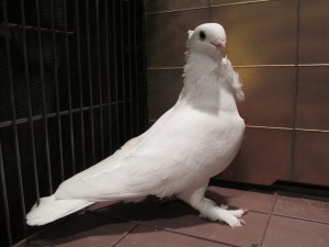 The best time to photograph young birds is during the annual sorting. Photographs allow buyers of your Seraphim to have a clear vision of the quality of your birds.