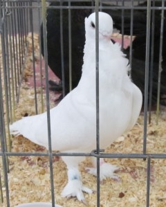 A particularly beautiful young Seraph cock. 