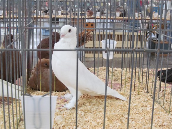 A Seraph in show stance at the Des Moines Show. There were over twenty Seraphim at the show this year.