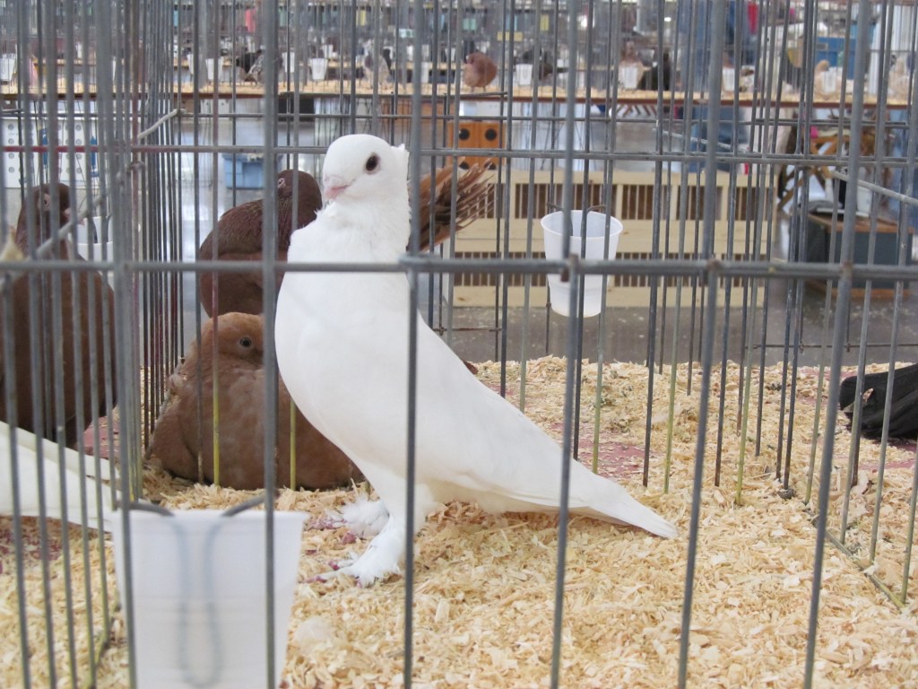 A Seraph in show stance at the Des Moines Show. There were over twenty Seraphim at the show this year.