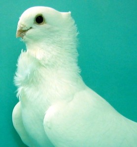 If I searchd and searchd for a fault in this Seraph I doubt I could find one.