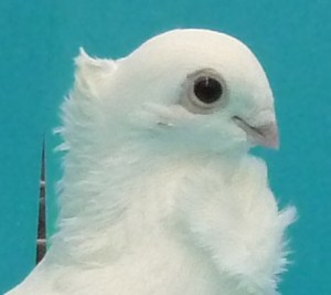 This bird has the perfect skull shape.