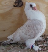 First baby out of NoBand and Snow. 2012. One month old.