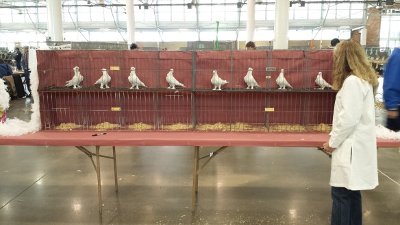 Anya Ellis with her creation. From the right, Best YH, Best OH (Champion), Best YC (Reserve Champion). Best OC 5th from right; all others were finalists for Best OC